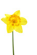 Single yellow daffodil