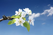 Baum Blüte Pflaume