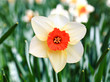 The daffodil blooming in spring