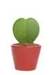 growing heart isolated growing heart isolated