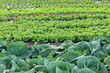 cultures maraîchères, choux et salades cultures maraîchères, choux et salades