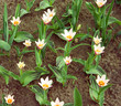 white and red small flowers