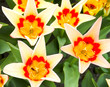 red tulips