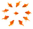 larger goldfish group around smaller goldfish