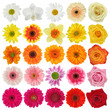 Flower collection isolated on white background Flower collection isolated on white background