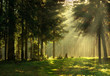 Morning in a spring forest Morning in a spring forest