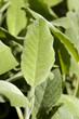 Salvia