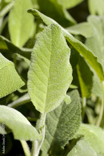 Photo: Salvia Salvia