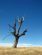 Lonely dead tree on a yellow field