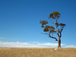 Lonely tree on a yellow field