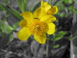Sumpfdotterblume mit Ameise