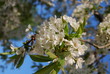 Kirschblüten