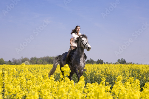 ritt durch das feld ritt durch das feld