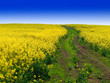 Soybean Field