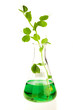 Growing plant in lab