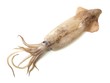 Encornet