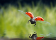Cyber Bug