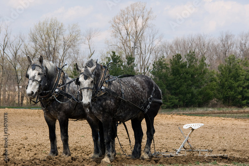 Photo: Dapple Grey Plow horses Dapple Grey Plow horses