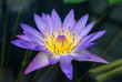 Photo: Water Lily Water Lily