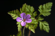 Ruprechtskraut, Geranium robertianum