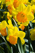 Group of orange and yellow daffodils in spring