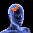 Reptile legacy in the human mind