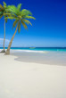 plage et palmier 2