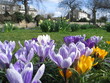 Village crocus