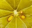 Lemon slice on the studio - abstract texture Lemon slice on the studio - abstract texture