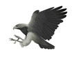 Black chested Eagle buzzard attack