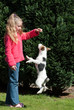 Foto: Springender Jack Russell Terrier Springender Jack Russell Terrier