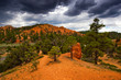RED CANYON_UTAH