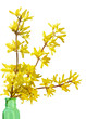 Forsythia Forsythia