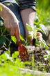 plant de salades 1