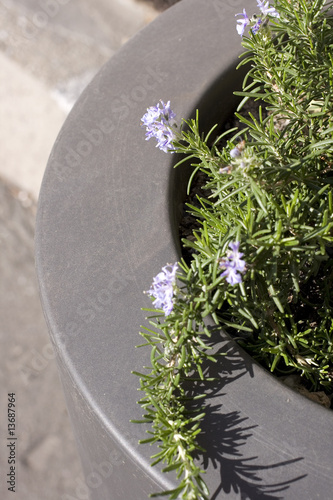 Photo: Rosmarino in fiore Rosmarino in fiore