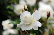 White rose close up White rose close up