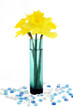Daffodils in vase on white Daffodils in vase on white