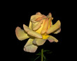 Photo: The Yellow Rose of Texas (DSC_1861) The Yellow Rose of Texas (DSC_1861)