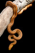 Yellow Ratsnake (Elaphe obsoleta quadrivittata) on a branch