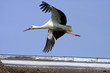 Cigogne en vol