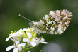 Papillon Aurore