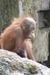 9325 - Orang-Utan-Jungtier