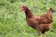 Poule