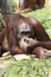9328 - Orang-Utan