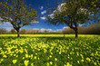 Sicilian spring Sicilian spring