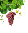 Isolated grapevine with pink grape cluster