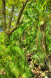 African forest wilderness