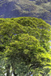 A photo of a  forest garden  in South Africa