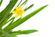 narcissus isolated on white
