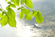 Transparent leaves of elm against the river Transparent leaves of elm against the river